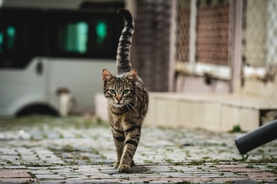 Resistant cat walking on the road

